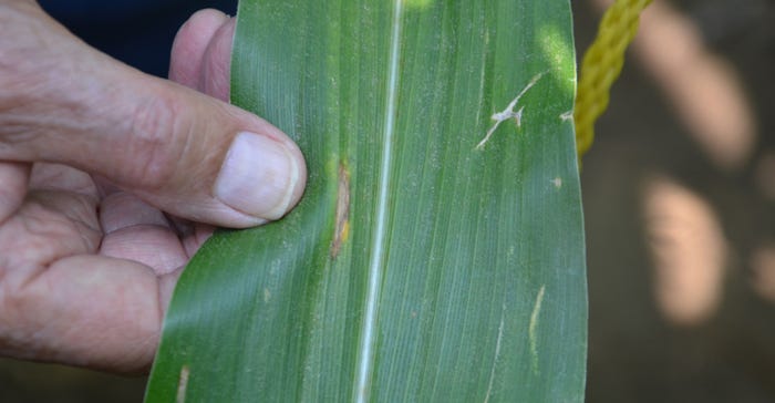 Gray leaf spot lesions during silking