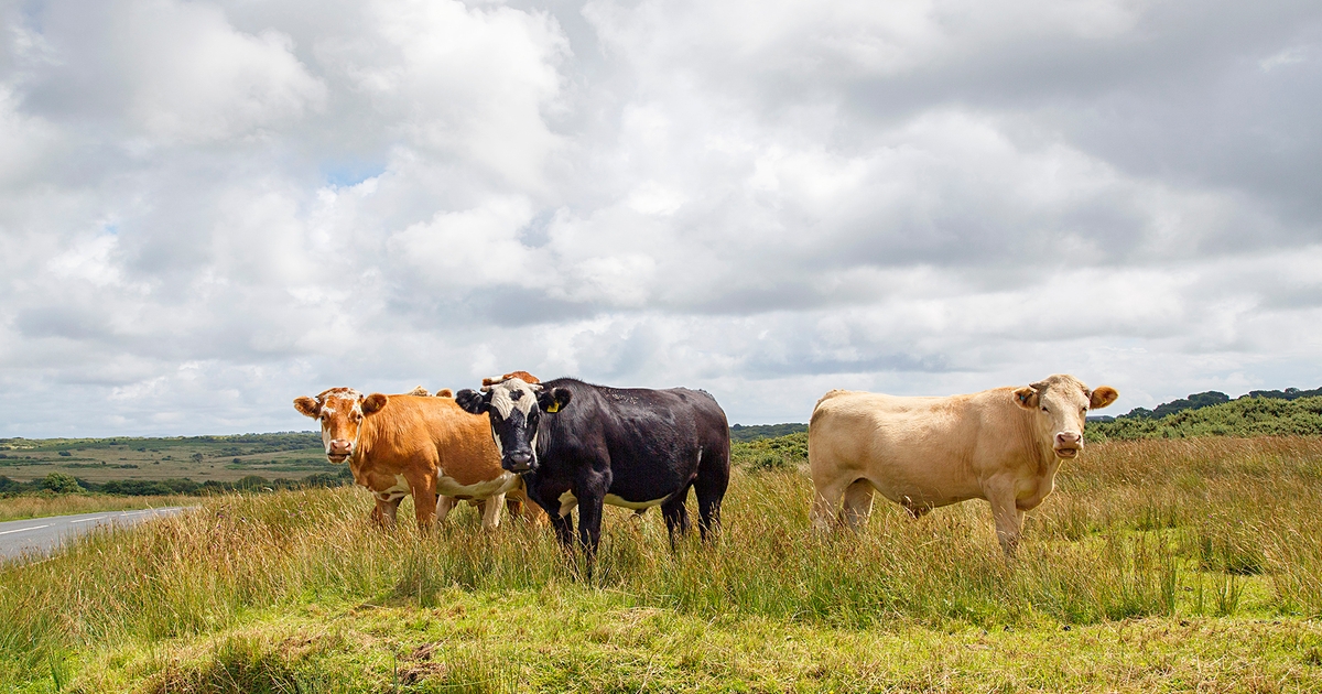 Cattle prices high, undercut by costs and inflation