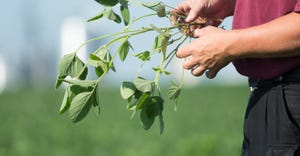hands inspecting soybean plant