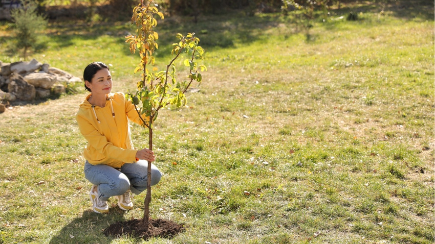 Woman planting young tree Woman planting young tree