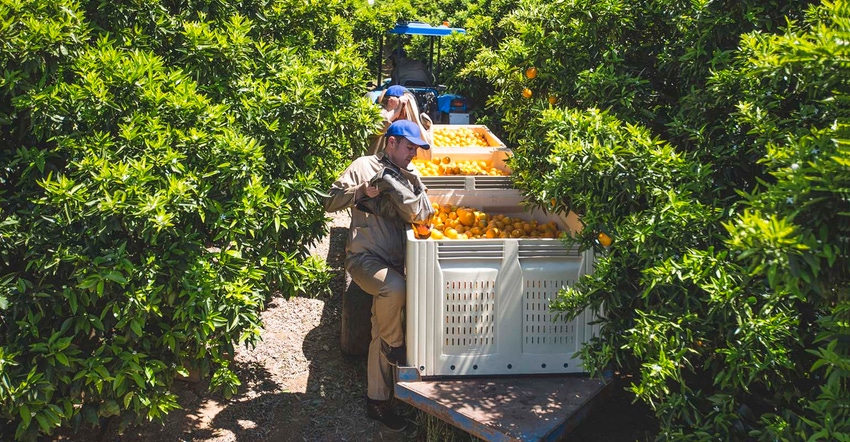 Workers harvesting oranges in grove