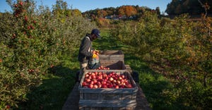 A worker harvests apples in a Western Massachusetts orchard