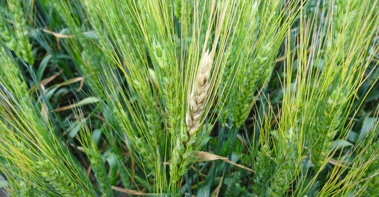 Wheat planted into corn residue is most susceptible to fusarium head blight