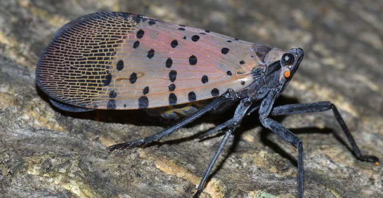 Close up of a spotted lanternfly 