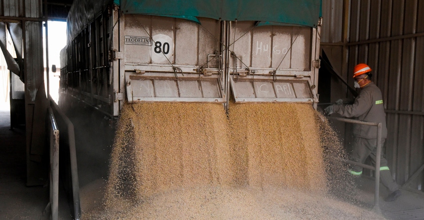 Unloading grain - man at back of truck with grain pouring out back of truck.