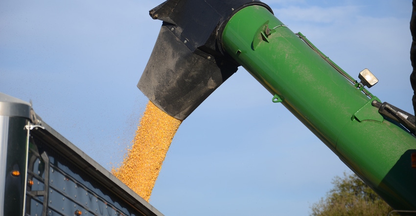 auger harvesting corn
