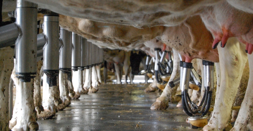 Close up of cows during milking operation