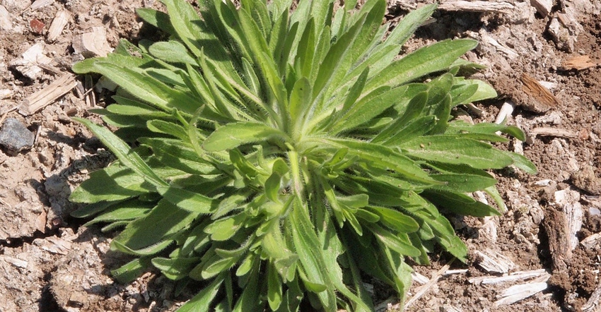 Marestail/horseweed 