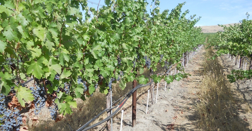 Direct Root Zone irrigation tubes attached to grape vine trunks