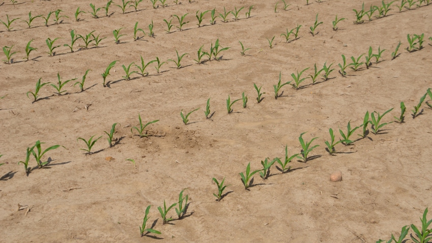 young corn plants emerging from soil young corn plants emerging from soil