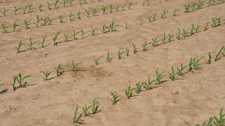  young corn plants emerging from soil