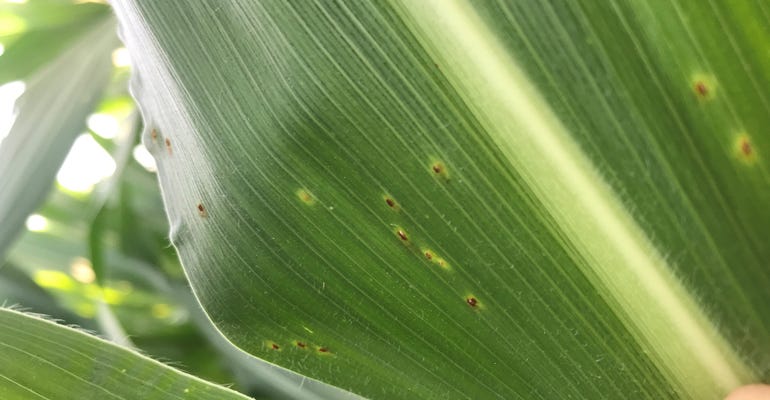 : Common rust, a foliar leaf disease, was found in a cornfield in Washington County in southeast Iowa