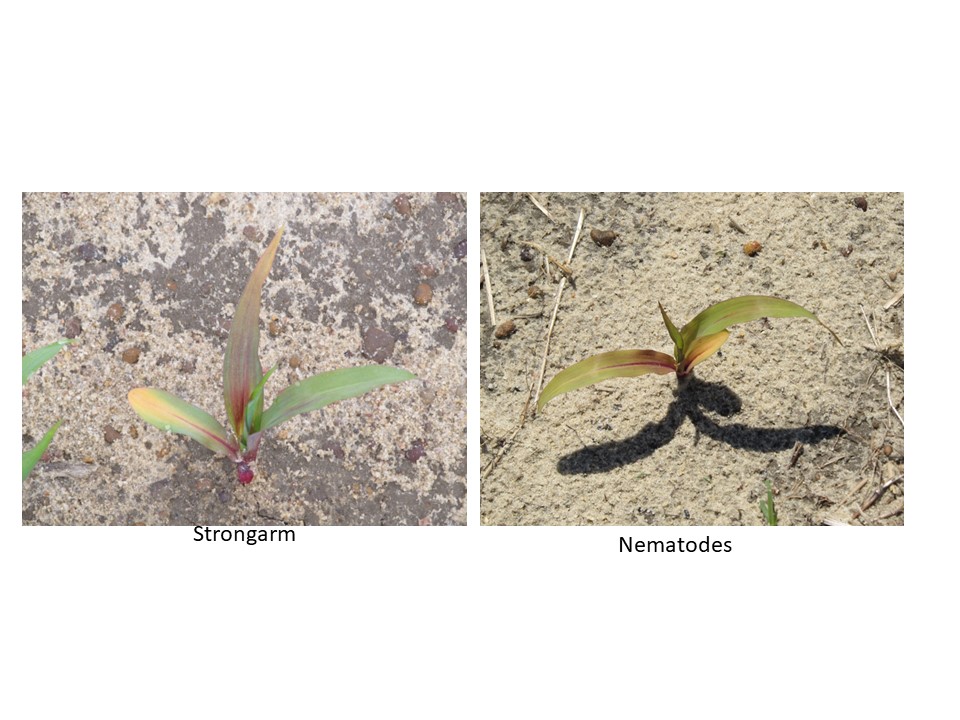 Herbicide carryover too often blamed
