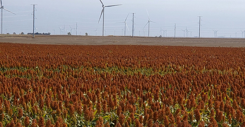 Field of millet Field of millet