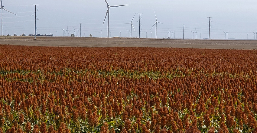 Field of millet