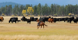 rancher on horseback driving cattle 