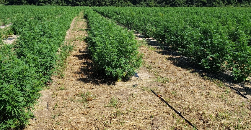 don zolman hemp2.jpg don zolman hemp2.jpg