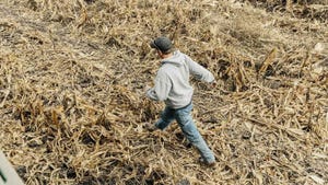 Person walking across field of corn stubble