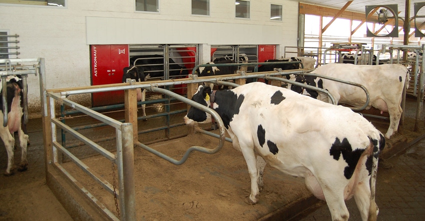 Cows using robotic milking system 