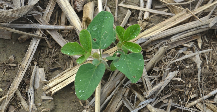 two young soybean seedlings at the V1 stage