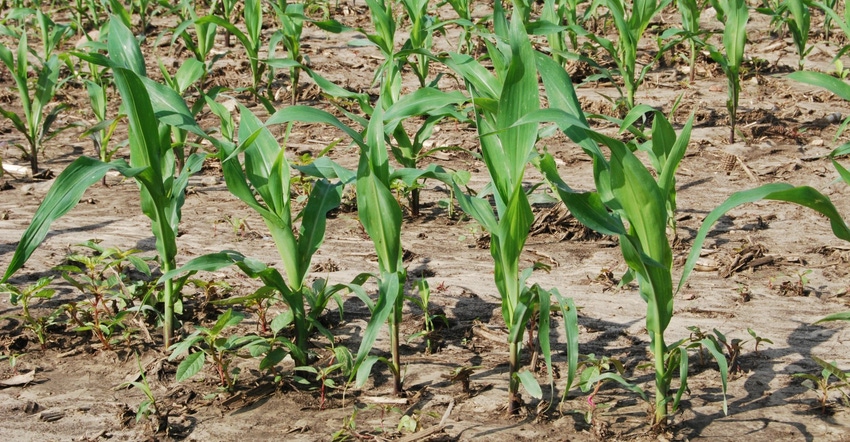 corn plants emerging from ground