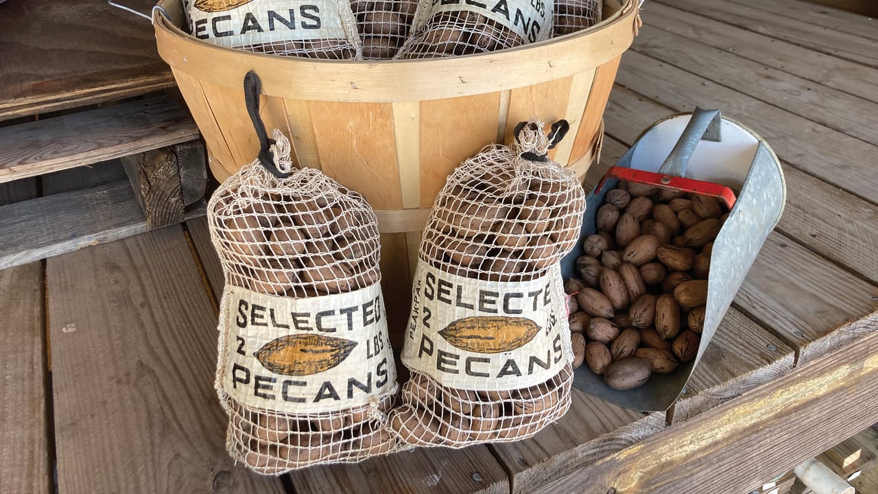 Texas pecan farms face prolonged heat, yields vary