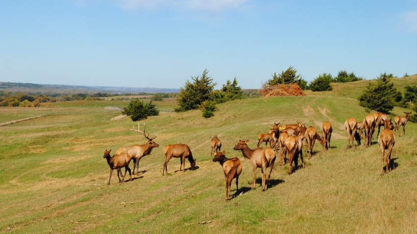 Elk in field Elk in field