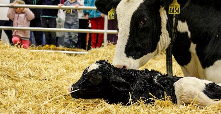 Children look on at the Calving Corner at the Pennsylvania Farm Show