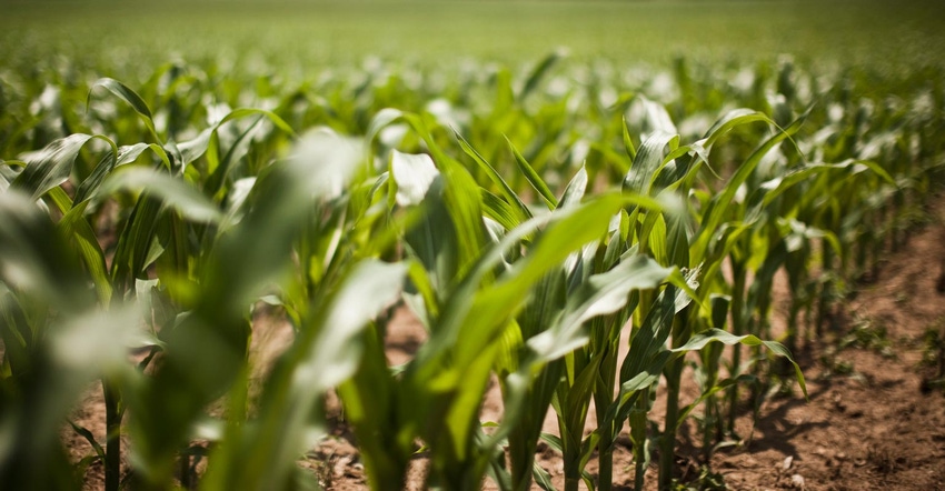 Ground level view of field of young corn crop 