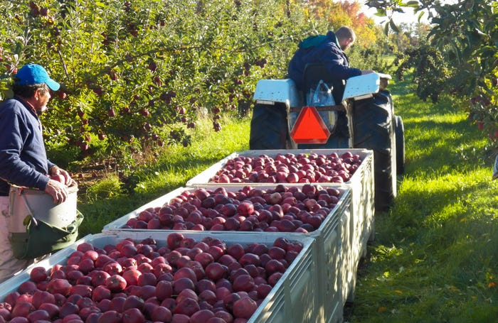 H-2A workers harvest apples at Singer Farms LLC of Appleton, N.Y.