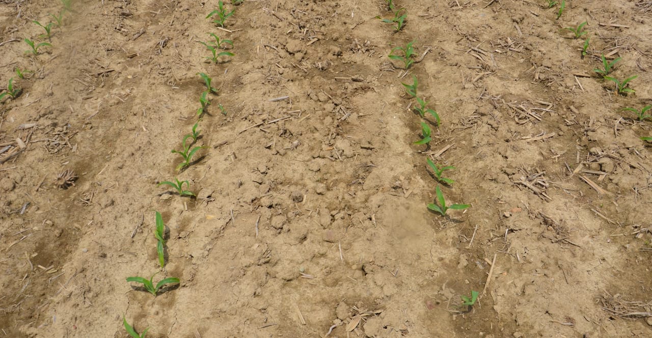 Seed Graphite Graphite alternative offers boost for plants