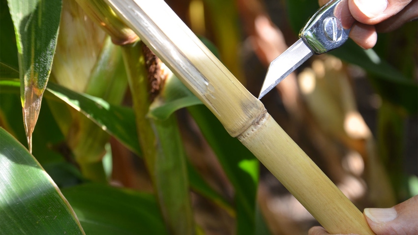 A metal blade pointing to a dark spot on a cornstalk