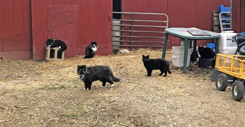 black cats outside red barn