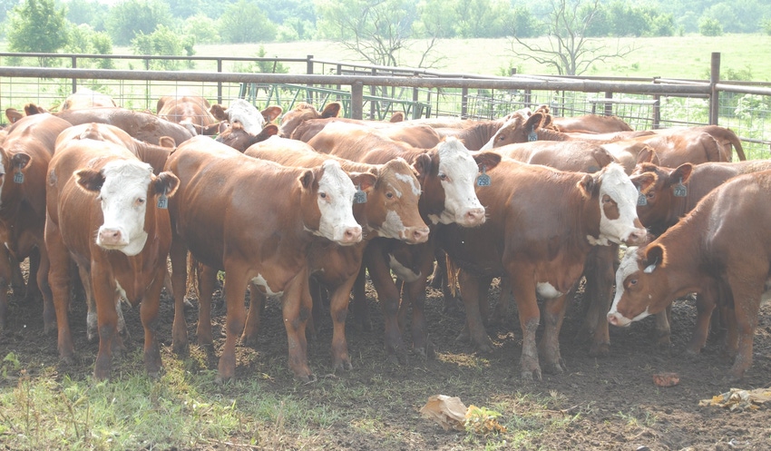 Big red heifers in a corral