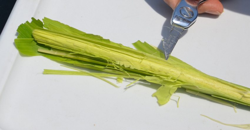 dissected whorl of waist-high corn plant shows tassel, at knife tip, already developing