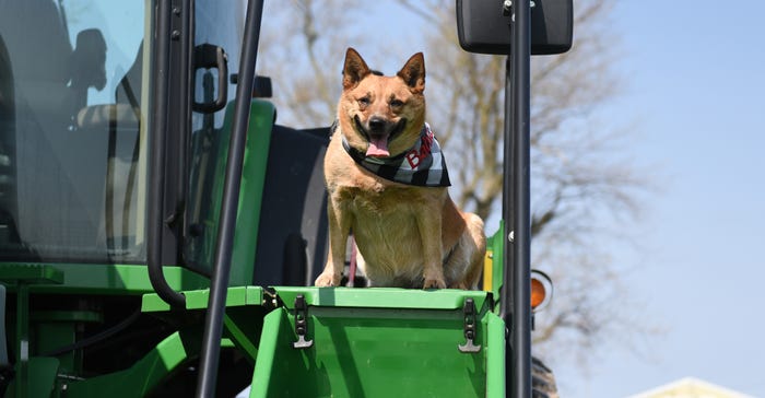 5-year-old Australian cattle dog named Bahia