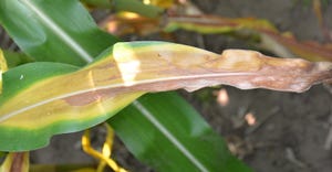 corn leaf with classic nitrogen-deficiency symptoms 
