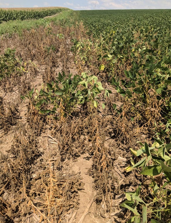 Damage from soybean gall midge is usually first seen at the field edges