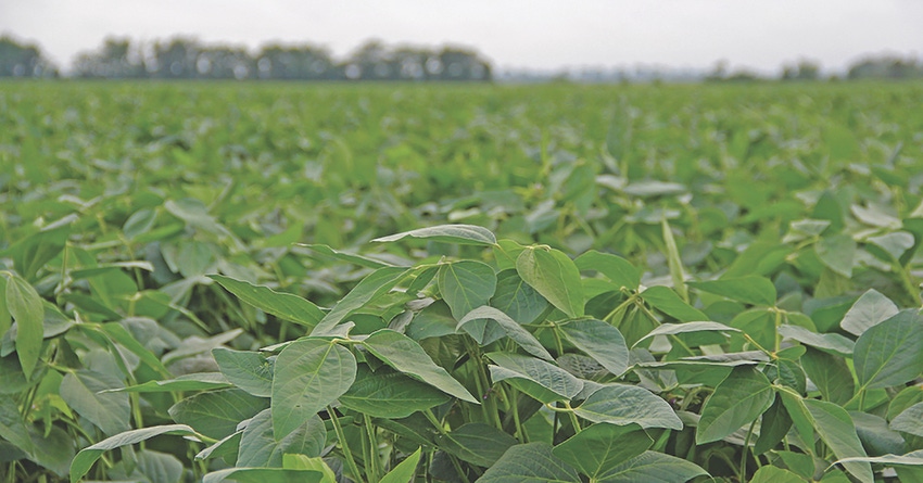 soybean field