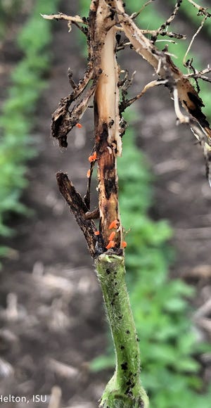 Midge larvae and feeding injury inside soybean stem