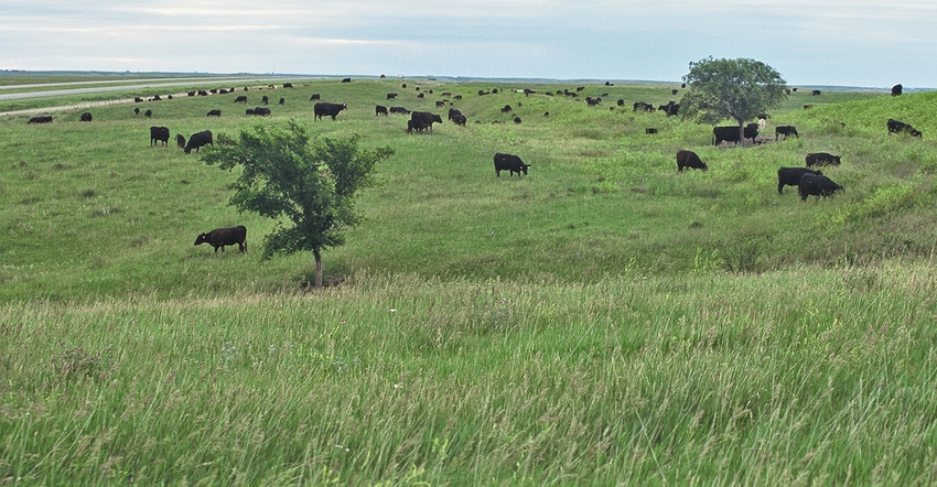 black cattle grazing in green grassy field