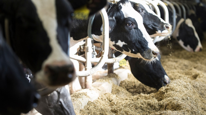 Holstein dairy cows at feeder