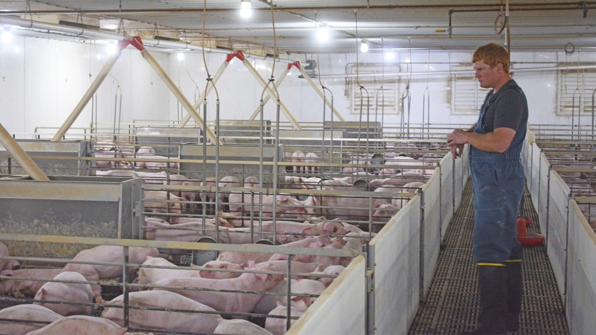 Adam Krause looking at pigs in barn Adam Krause looking at pigs in barn