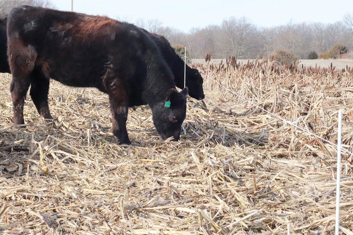 Linda Geist - Cattle grazing 