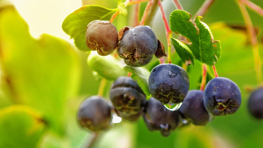  Close up of chokecherries