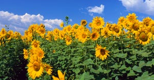 Sunflowers blooming under a blue sky