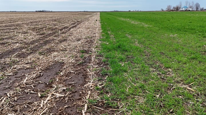 Can cover crops help farmers get in the field sooner?