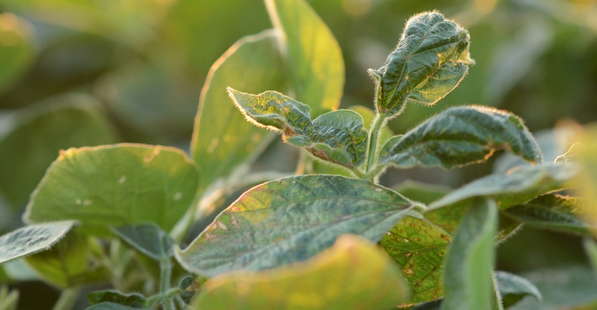 soybean plant showing signs of dicamba damage