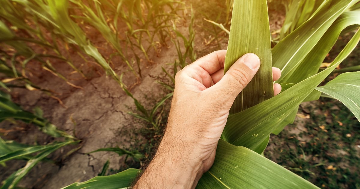 Tissue samples reveal 11 nutrients your crop needs