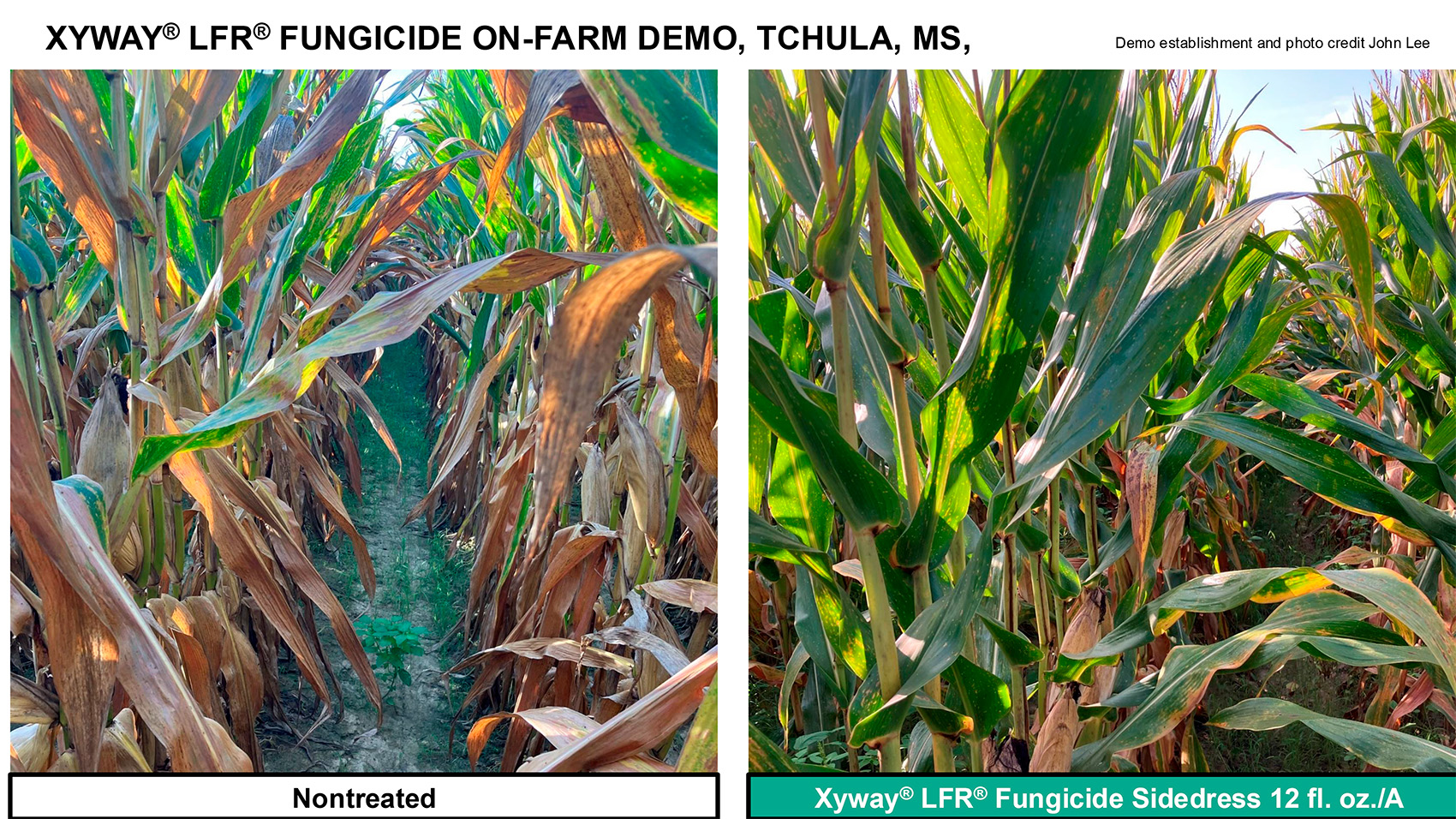 A New Window for Fungicide Protection